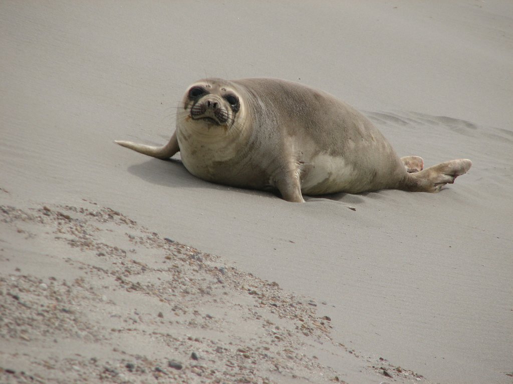 Patagonien_0479.JPG