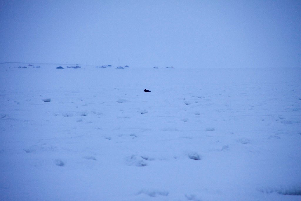 IMG_4353.jpg - eine Robbe